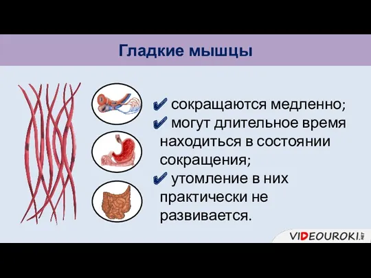 Гладкие мышцы сокращаются медленно; могут длительное время находиться в состоянии сокращения; утомление в