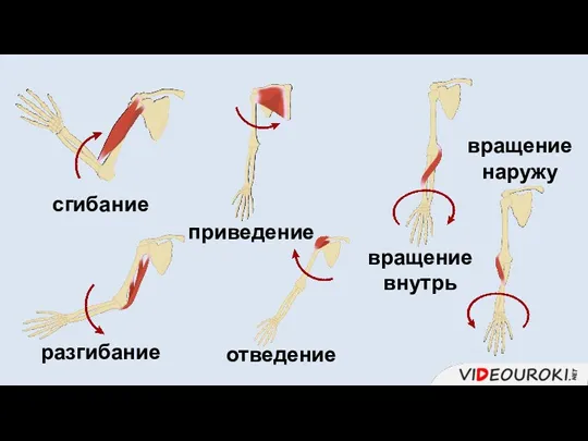 сгибание разгибание отведение приведение вращение внутрь вращение наружу