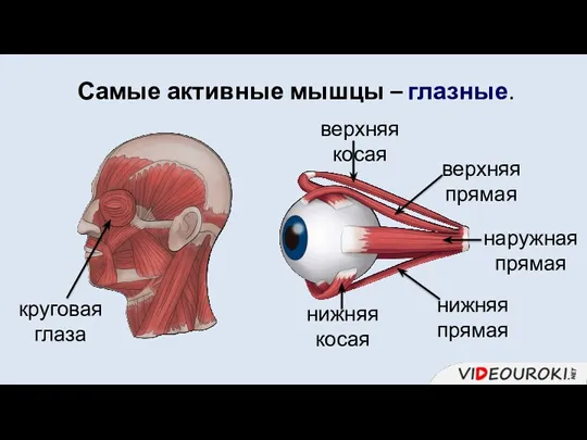 Самые активные мышцы – глазные. круговая глаза нижняя косая нижняя прямая наружная прямая