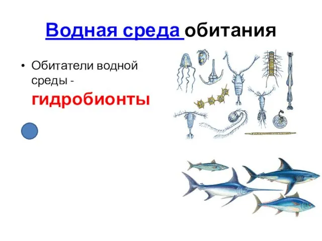 Водная среда обитания Обитатели водной среды - гидробионты