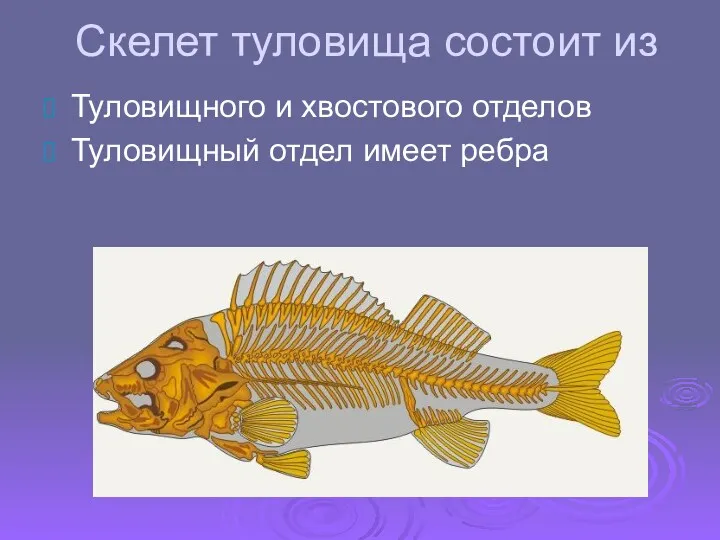 Скелет туловища состоит из Туловищного и хвостового отделов Туловищный отдел имеет ребра