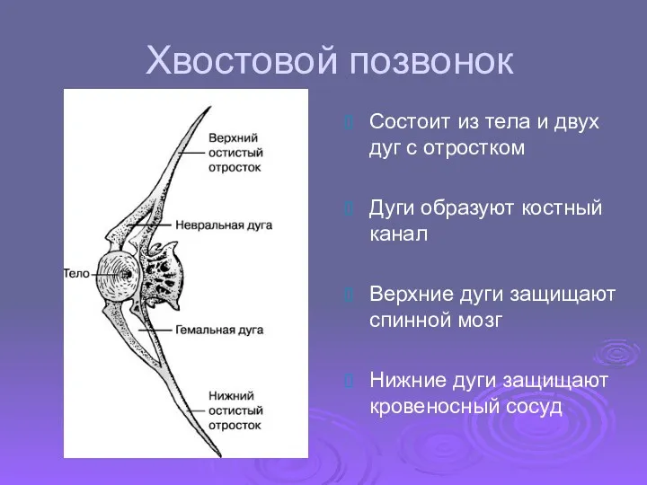 Хвостовой позвонок Состоит из тела и двух дуг с отростком