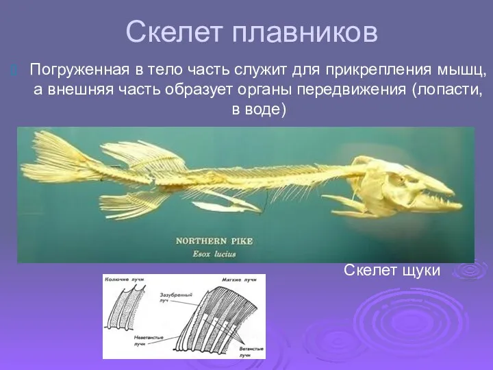 Скелет плавников Погруженная в тело часть служит для прикрепления мышц,