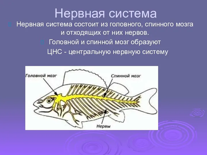 Нервная система Нервная система состоит из головного, спинного мозга и