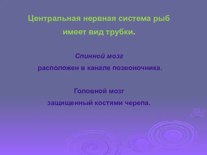 Центральная нервная система рыб имеет вид трубки. Спинной мозг расположен