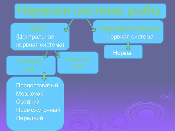 Нервная система рыбы ЦНС Периферическая (Центральная нервная система нервная система)