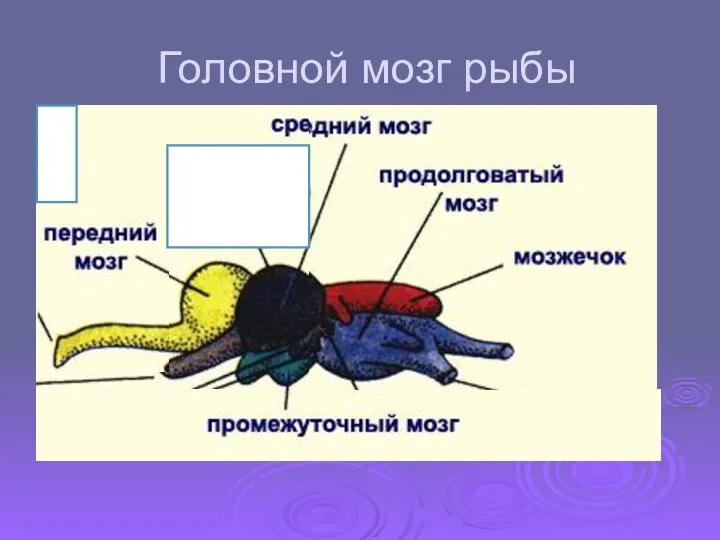 Головной мозг рыбы