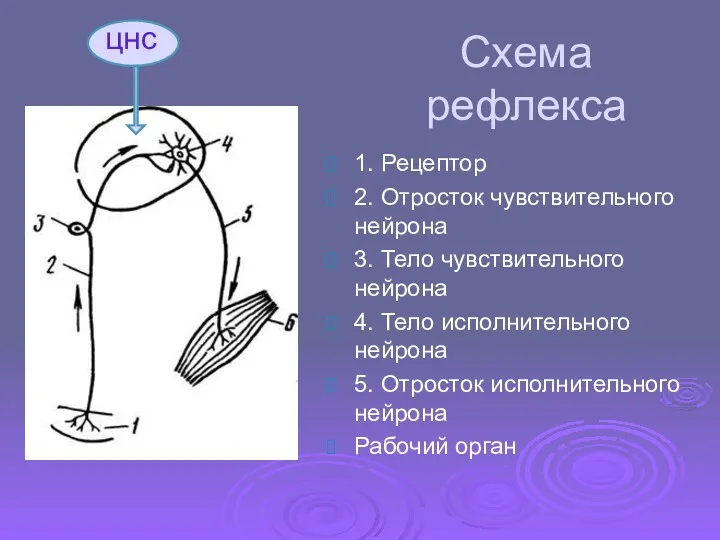 Схема рефлекса цнс 1. Рецептор 2. Отросток чувствительного нейрона 3.