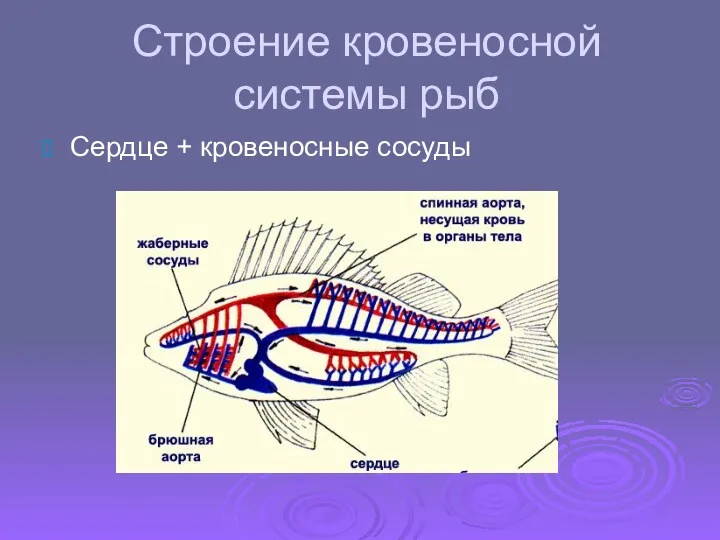 Строение кровеносной системы рыб Сердце + кровеносные сосуды