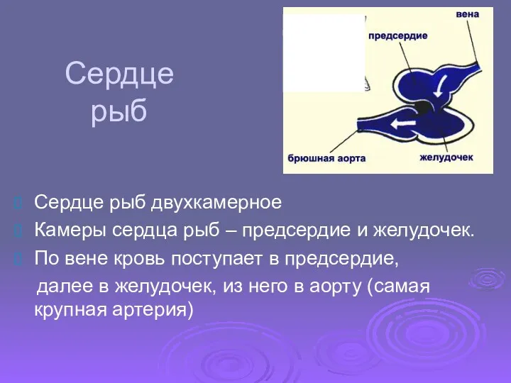 Сердце рыб Сердце рыб двухкамерное Камеры сердца рыб – предсердие