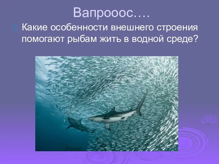 Вапрооос…. Какие особенности внешнего строения помогают рыбам жить в водной среде?