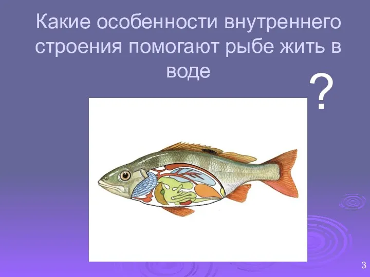 ? Какие особенности внутреннего строения помогают рыбе жить в воде 3