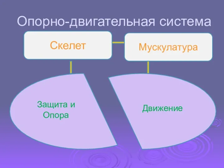 Опорно-двигательная система Скелет Мускулатура Защита и Опора Движение