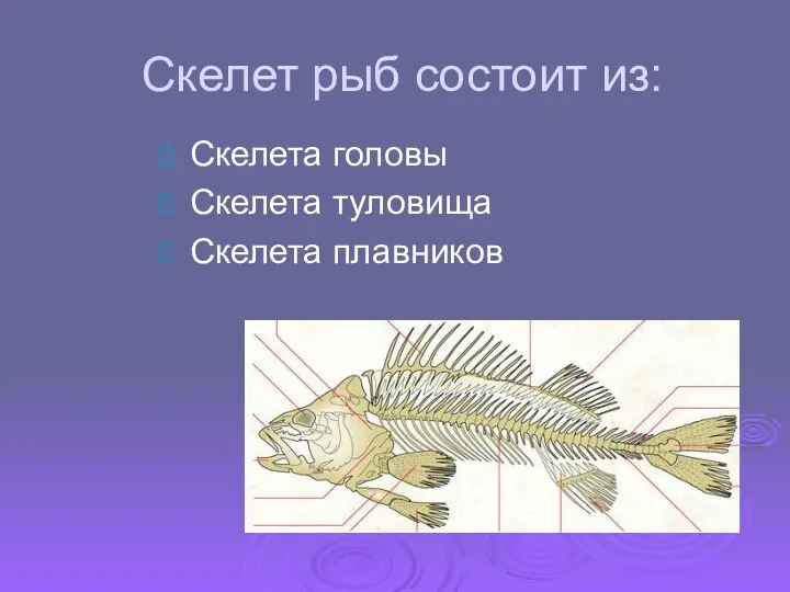 Скелет рыб состоит из: Скелета головы Скелета туловища Скелета плавников