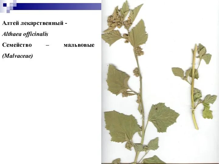 Алтей лекарственный - Althaea officinalis Семейство – мальвовые (Malvaceae)