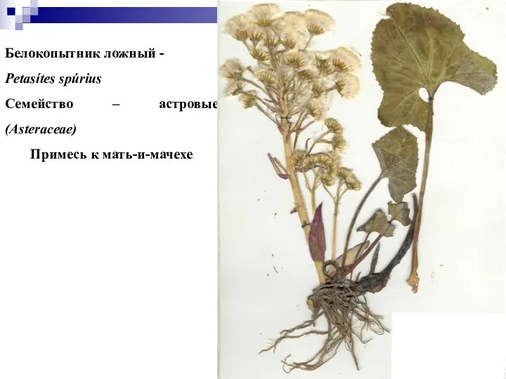 Белокопытник ложный - Petasítes spúrius Семейство – астровые (Asteraceae) Примесь к мать-и-мачехе