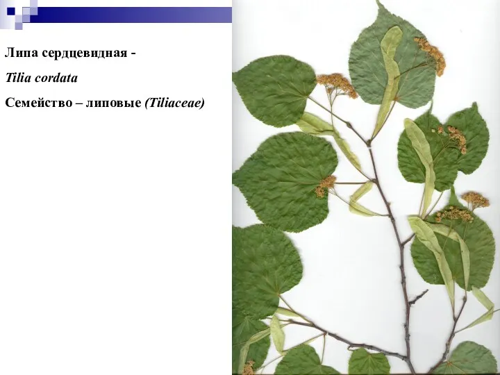 Липа сердцевидная - Tilia cordata Семейство – липовые (Tiliaceae)