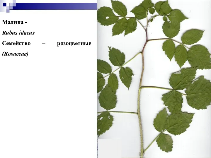 Малина - Rubus idaeus Семейство – розоцветные (Rosaceae)