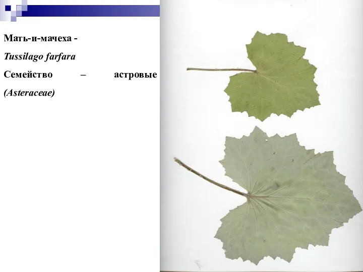 Мать-и-мачеха - Tussilago farfara Семейство – астровые (Asteraceae)