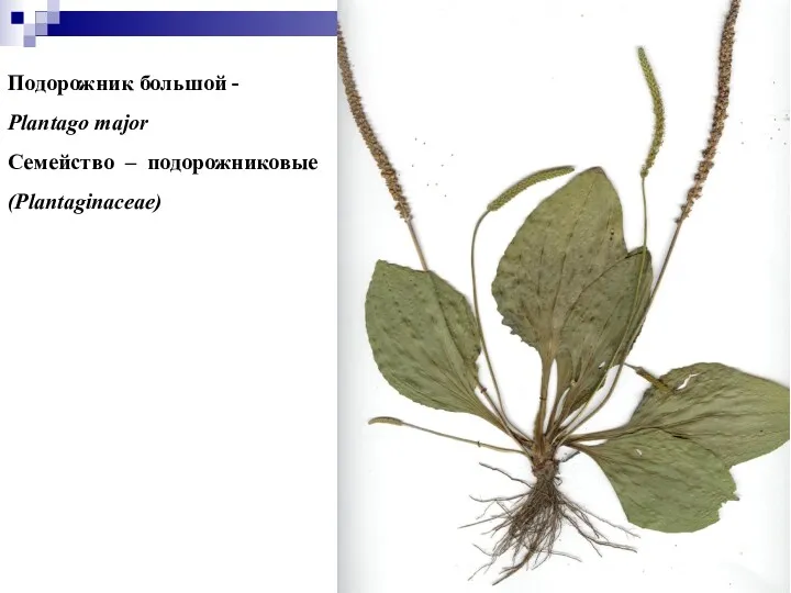Подорожник большой - Plantago major Семейство – подорожниковые (Plantaginaceae)