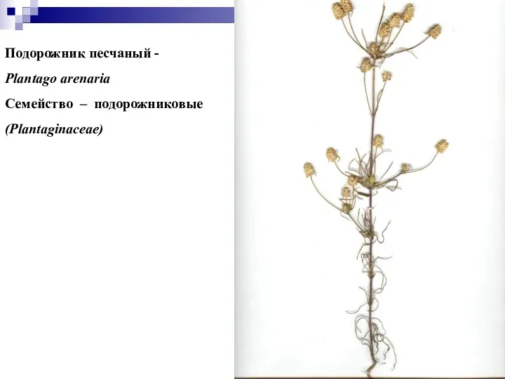Подорожник песчаный - Plantago arenaria Семейство – подорожниковые (Plantaginaceae)