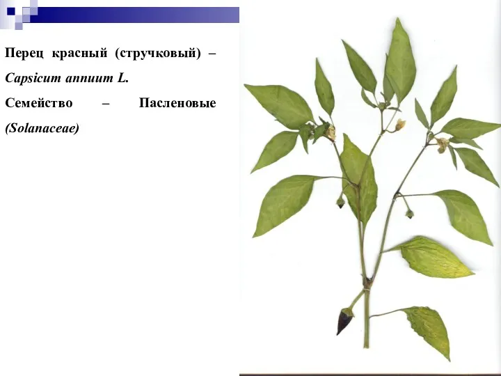 Перец красный (стручковый) – Capsicum annuum L. Семейство – Пасленовые (Solanaceae)