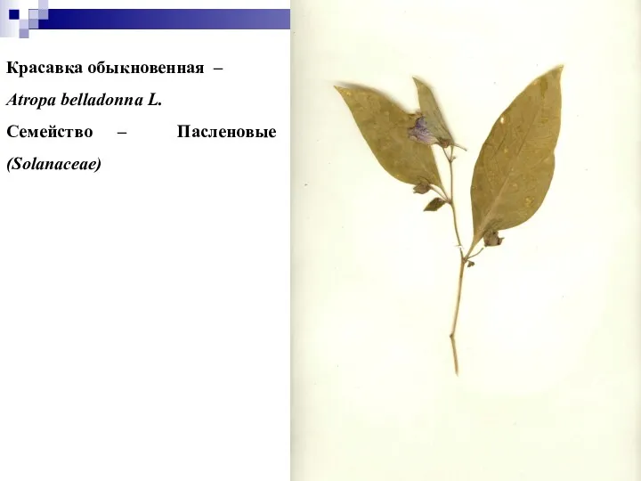Красавка обыкновенная – Atropa belladonna L. Семейство – Пасленовые (Solanaceae)