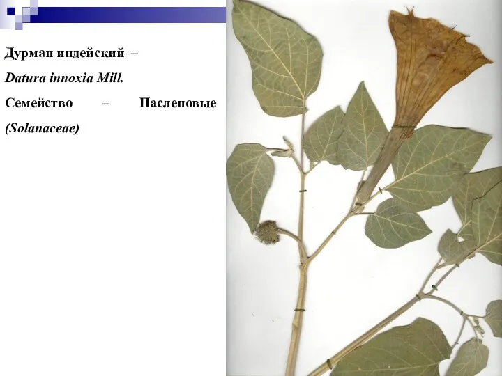 Дурман индейский – Datura innoxia Mill. Семейство – Пасленовые (Solanaceae)