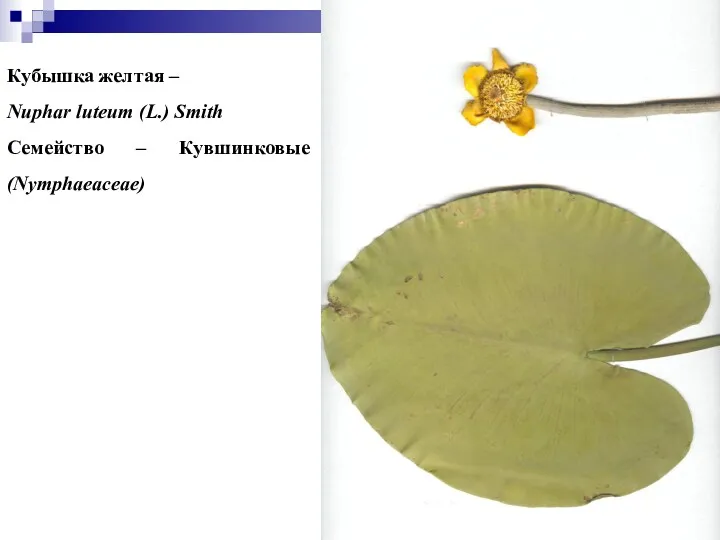 Кубышка желтая – Nuphar luteum (L.) Smith Семейство – Кувшинковые (Nymphaeaceae)