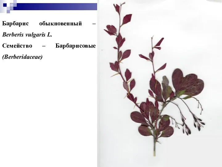 Барбарис обыкновенный – Berberis vulgaris L. Семейство – Барбарисовые (Berberidaceae)