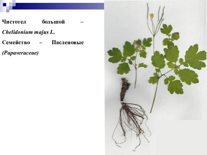 Чистотел большой – Chelidonium majus L. Семейство – Пасленовые (Papaveraceae)
