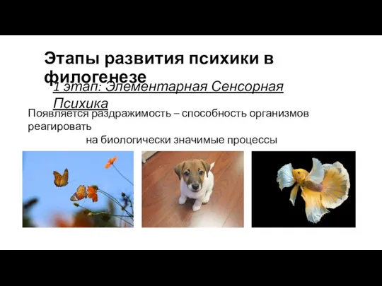 Этапы развития психики в филогенезе 1 этап: Элементарная Сенсорная Психика