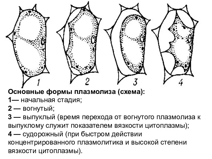 Основные формы плазмолиза (схема): 1— начальная стадия; 2 — вогнутый;