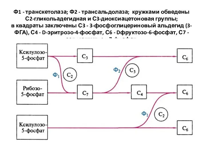 Ф1 - транскетолаза; Ф2 - трансальдолаза; кружками обведены С2-гликольадегидная и