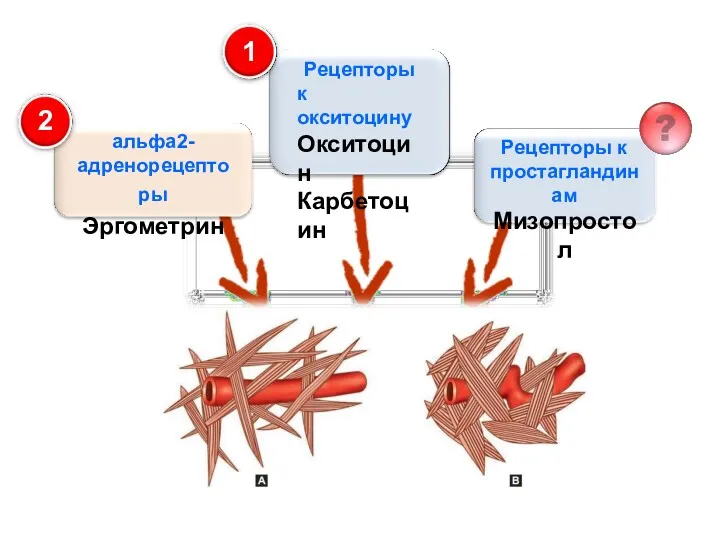 Рецепторы к простагландинам Мизопростол Рецепторы к окситоцину Окситоцин Карбетоцин альфа2- адренорецепторы Эргометрин 1 2