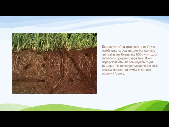 Дощові черв'яки впливають на ґрунт найбільше серед тварин. На одному