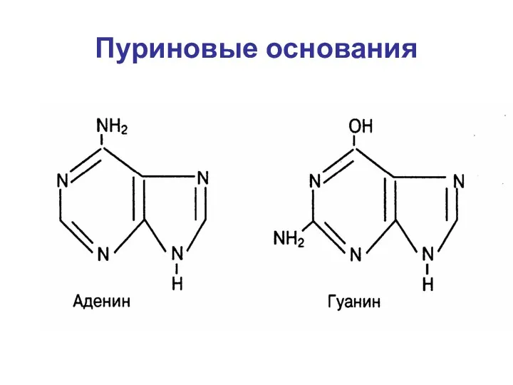 Пуриновые основания