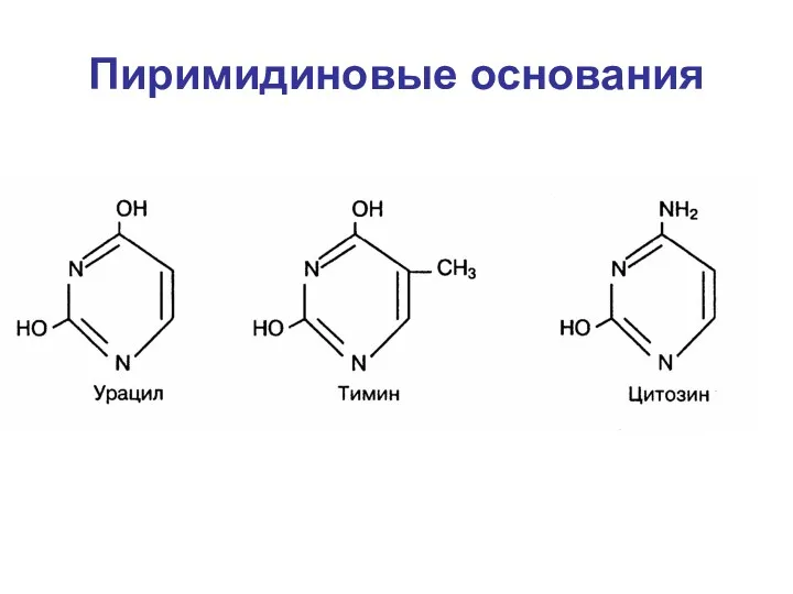 Пиримидиновые основания