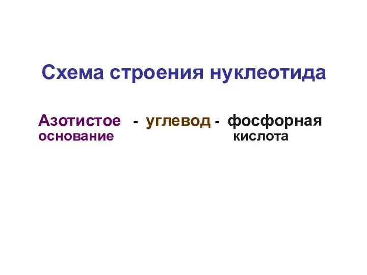 Схема строения нуклеотида Азотистое - углевод - фосфорная основание кислота