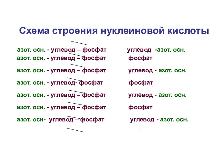 Схема строения нуклеиновой кислоты азот. осн. - углевод – фосфат