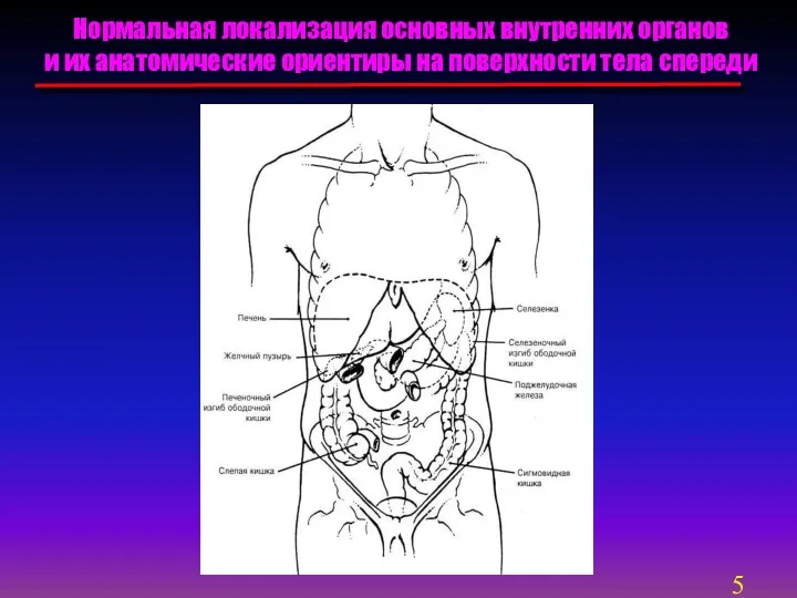 Нормальная локализация основных внутренних органов и их анатомические ориентиры на поверхности тела спереди