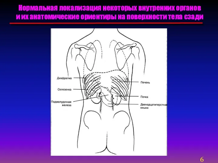 Нормальная локализация некоторых внутренних органов и их анатомические ориентиры на поверхности тела сзади