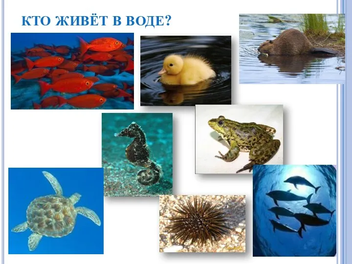 КТО ЖИВЁТ В ВОДЕ?