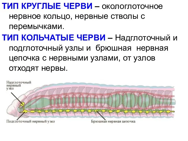 ТИП КРУГЛЫЕ ЧЕРВИ – окологлоточное нервное кольцо, нервные стволы с