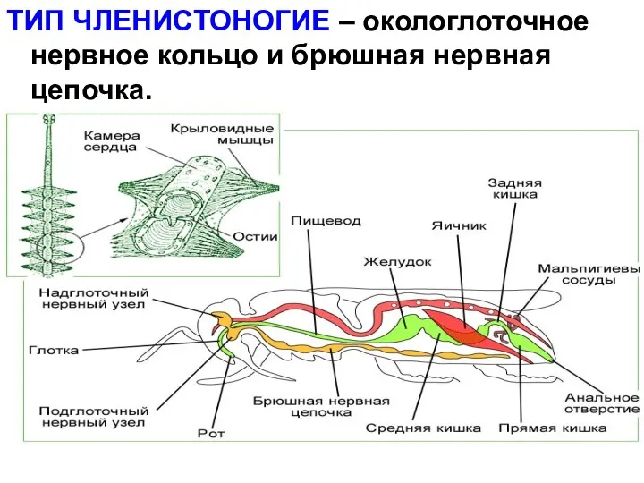 ТИП ЧЛЕНИСТОНОГИЕ – окологлоточное нервное кольцо и брюшная нервная цепочка.