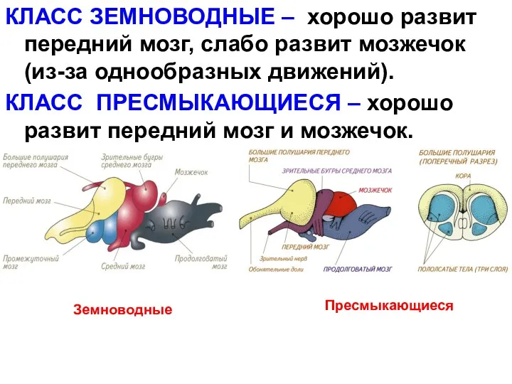 КЛАСС ЗЕМНОВОДНЫЕ – хорошо развит передний мозг, слабо развит мозжечок (из-за однообразных движений).