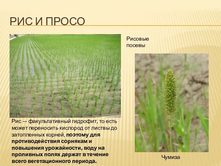 РИС И ПРОСО Чумиза Рисовые посевы Рис — факультативный гидрофит, то есть может