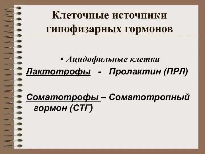 Клеточные источники гипофизарных гормонов Ацидофильные клетки Лактотрофы - Пролактин (ПРЛ) Соматотрофы – Соматотропный гормон (СТГ)