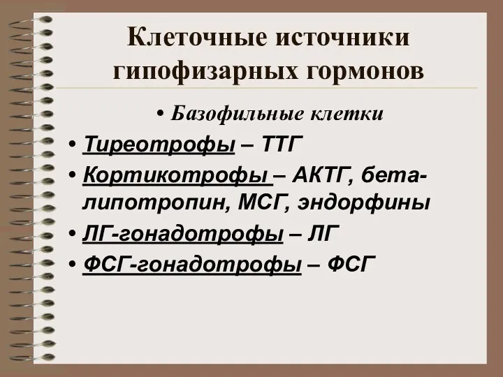 Клеточные источники гипофизарных гормонов Базофильные клетки Тиреотрофы – ТТГ Кортикотрофы