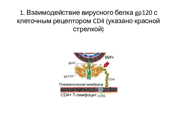 1. Взаимодействие вирусного белка gp120 с клеточным рецептором CD4 (указано красной стрелкой)